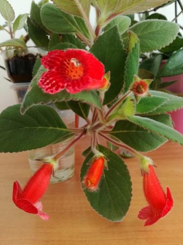 Name:  kohleria-.jpg
Views: 1086
Size:  28.7 KB