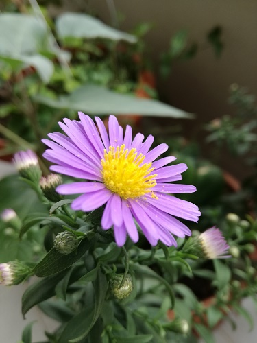 Name:  aster.jpg
Views: 933
Size:  68.2 KB