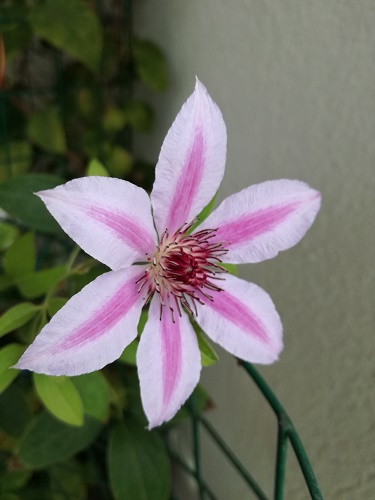Name:  clematis-.jpg
Views: 1053
Size:  54.2 KB