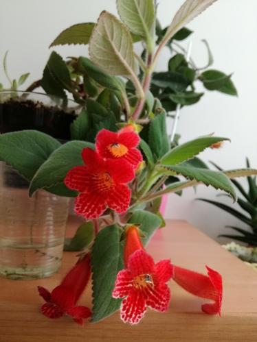 Name:  kohleria1.jpg
Views: 976
Size:  26.6 KB