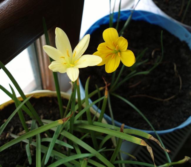 Name:  citrina primulina.jpg
Views: 880
Size:  42.6 KB