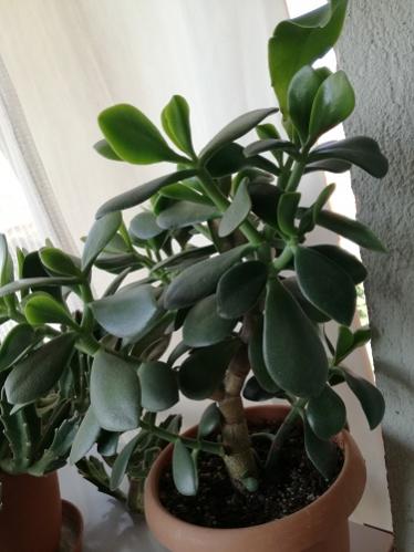 Name:  crassula ovata.jpg
Views: 796
Size:  29.6 KB