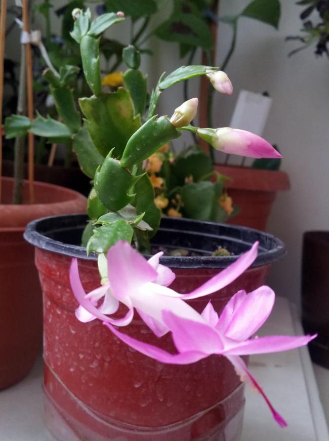Name:  20181122_092108.jpg
Views: 2716
Size:  58.0 KB