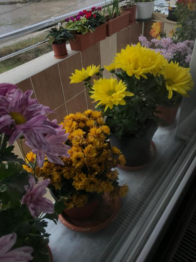 Name:  106EA0DF-3D60-43FC-9FED-399CEB959E4D.jpg
Views: 790
Size:  71.3 KB