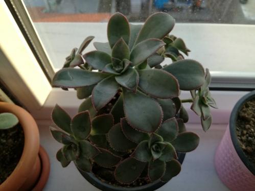 Name:  aeonium.jpg
Views: 638
Size:  24.2 KB