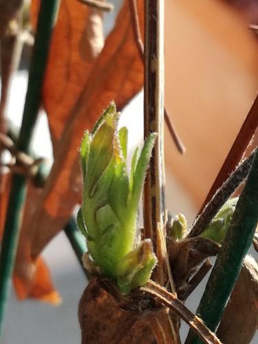 Name:  clematis1.jpg
Views: 600
Size:  27.0 KB