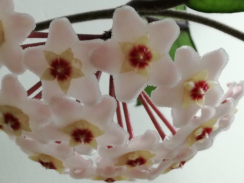 Name:  hoya2.jpg
Views: 727
Size:  68.9 KB