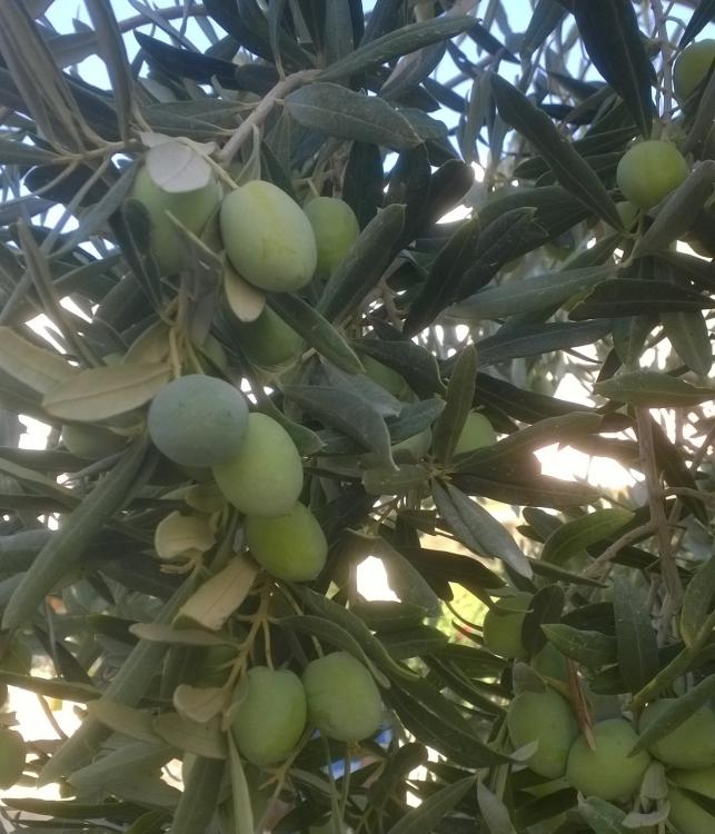 Name:  zeytin.jpg
Views: 569
Size:  69.0 KB