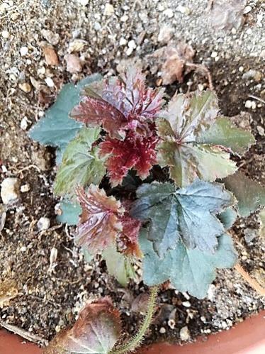Name:  heuchera-.jpg
Views: 530
Size:  59.8 KB