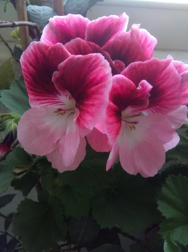Name:  IMG_20190329123103.jpg
Views: 499
Size:  49.6 KB