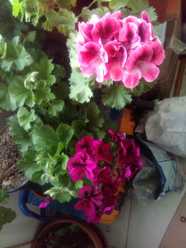 Name:  IMG-20190410-WA0030.jpg
Views: 436
Size:  72.1 KB