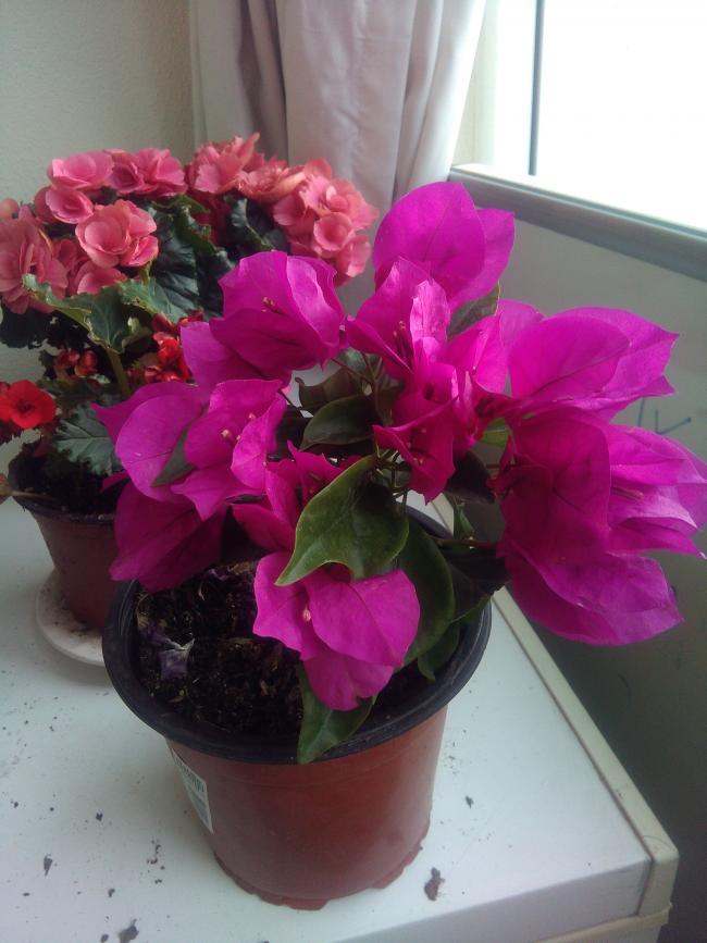 Name:  IMG-20190410-WA0040.jpg
Views: 403
Size:  58.4 KB