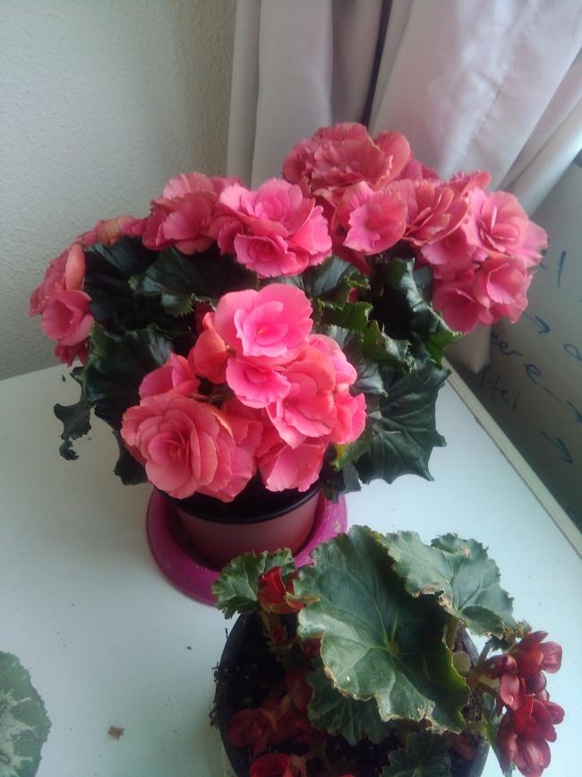 Name:  IMG-20190410-WA0045.jpg
Views: 437
Size:  63.4 KB