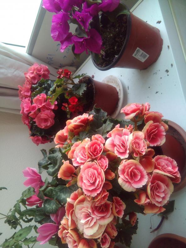 Name:  IMG-20190410-WA0043.jpg
Views: 484
Size:  72.7 KB