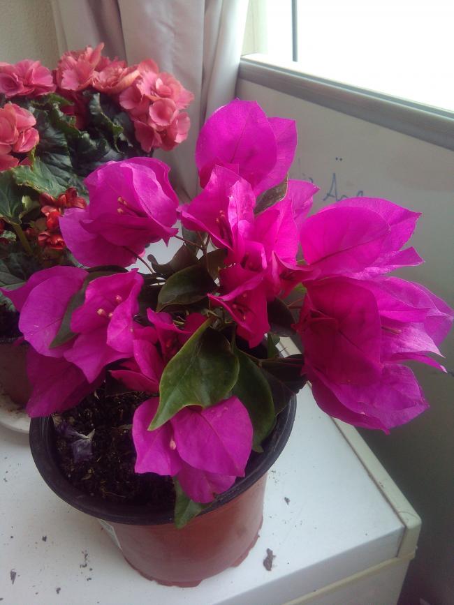 Name:  IMG-20190410-WA0049.jpg
Views: 520
Size:  61.4 KB