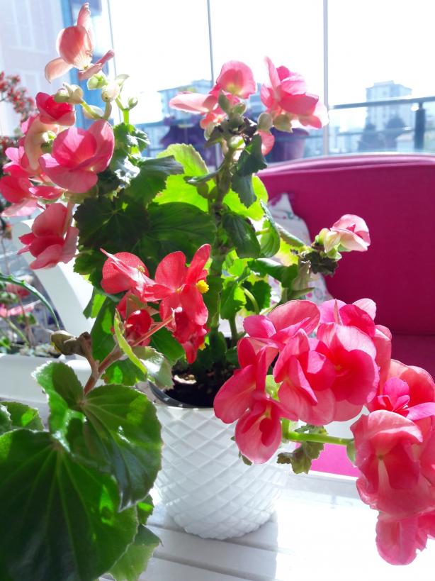 Name:  20190428_091317_resized.jpg
Views: 655
Size:  72.2 KB