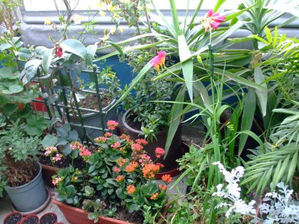 Name:  DSCF3571 (2).JPG
Views: 1511
Size:  65.8 KB