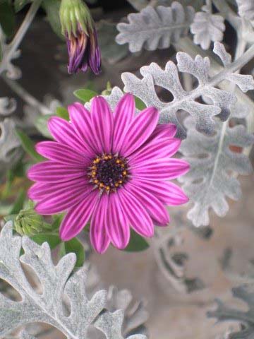 Name:  P1010004.jpg
Views: 1439
Size:  61.8 KB