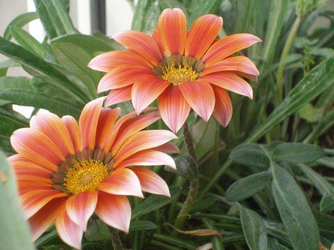 Name:  P1010011.jpg
Views: 1420
Size:  67.4 KB