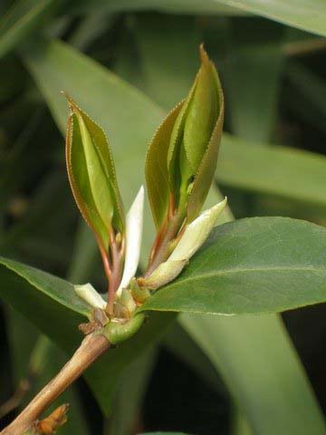 Name:  P1010013.jpg
Views: 1423
Size:  45.3 KB