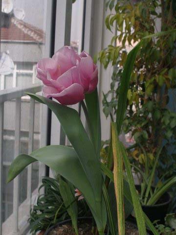 Name:  P1010009.jpg
Views: 1420
Size:  57.5 KB