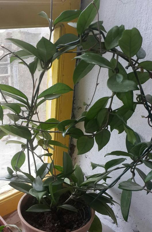 Name:  PhotoPictureResizer_200326_210421981_crop_2034x3102.jpg
Views: 243
Size:  75.7 KB