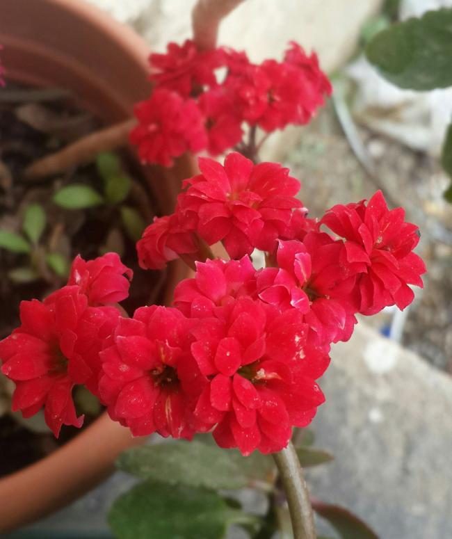 Name:  PhotoPictureResizer_200326_210553363_crop_1966x2343.jpg
Views: 332
Size:  49.3 KB
