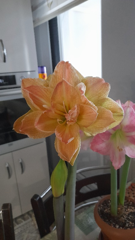 Name:  20260218_120148.jpg
Views: 10
Size:  96.0 KB