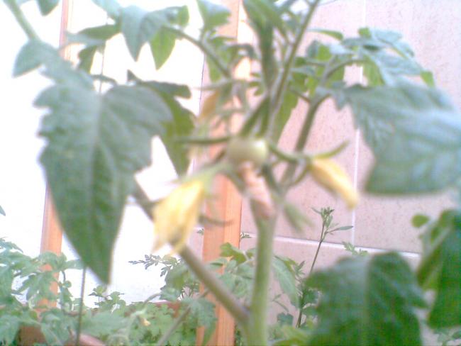 Name:  Grnt016.jpg
Views: 2153
Size:  36.6 KB