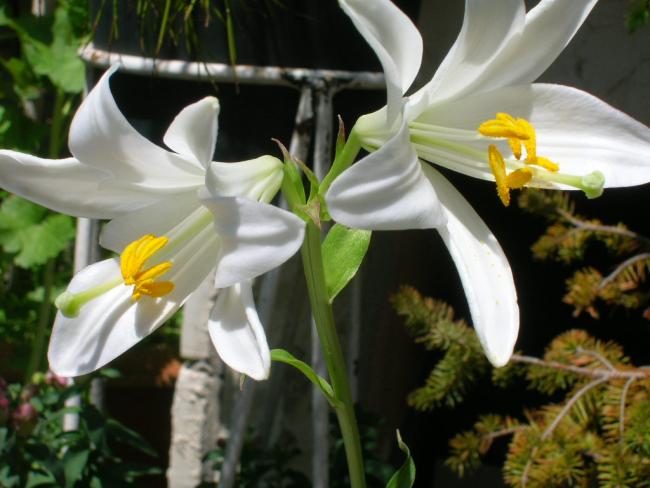 Name:  DSCN6069.jpg
Views: 1923
Size:  42.3 KB