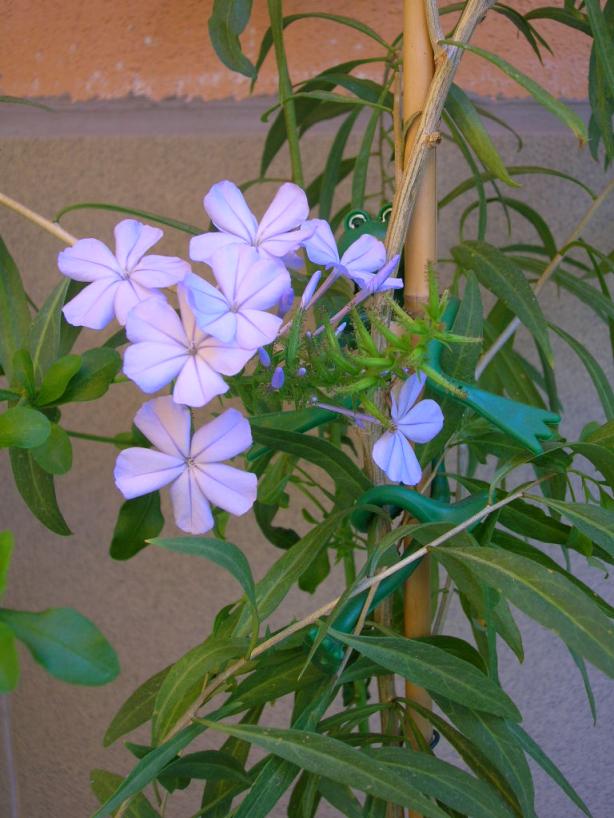 Name:  DSCN6078.jpg
Views: 1961
Size:  71.9 KB