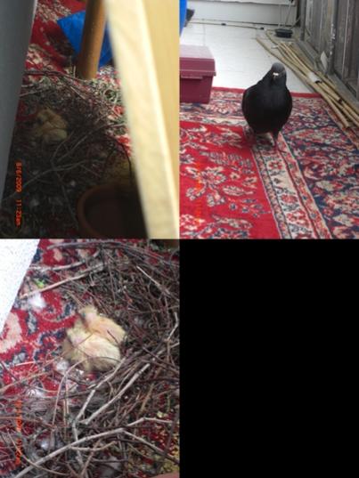 Name:  kuslar.jpg
Views: 2846
Size:  35.7 KB