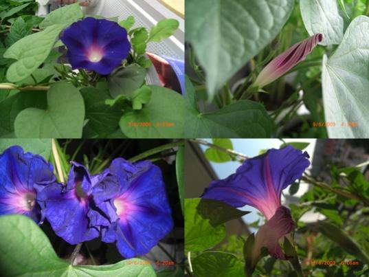Name:  sarmasik1.jpg
Views: 2907
Size:  37.2 KB