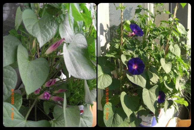Name:  sarmasik2.jpg
Views: 2876
Size:  52.6 KB