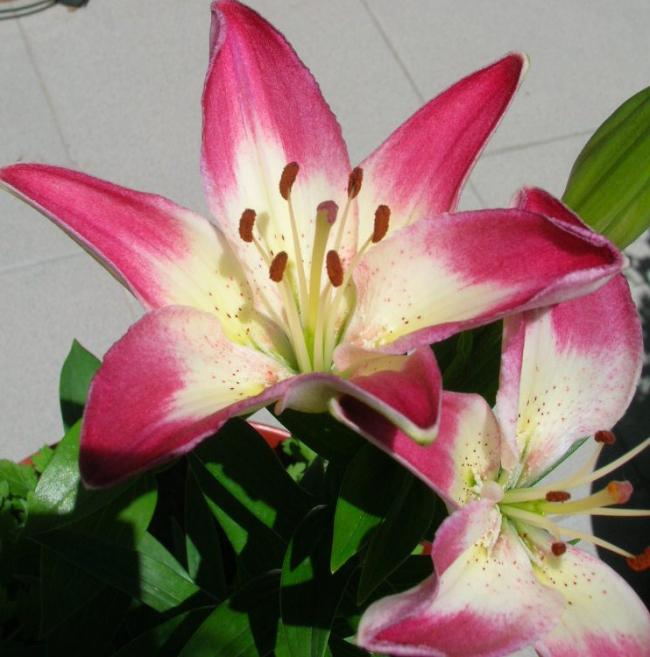 Name:  DSCN6152.jpg
Views: 2470
Size:  52.2 KB