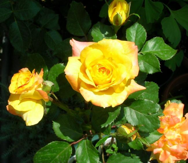 Name:  DSCN6284.jpg
Views: 1851
Size:  51.2 KB