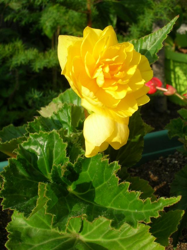 Name:  DSCN6377.jpg
Views: 2831
Size:  70.2 KB