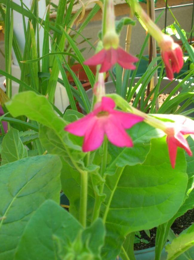 Name: DSCN6393.jpg
Views: 2760
Size: 67.4 KB