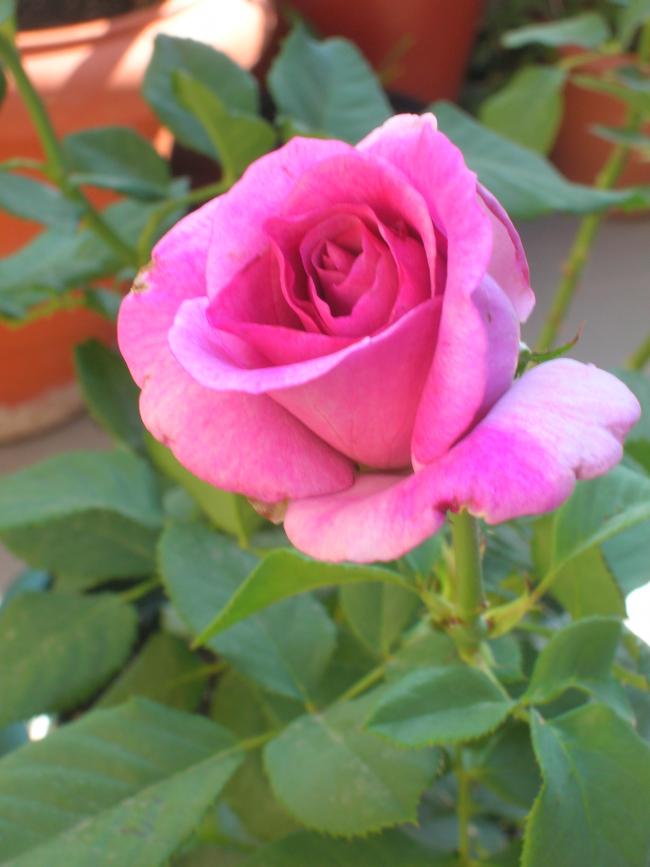 Name:  DSCN6665.jpg
Views: 3099
Size:  48.7 KB