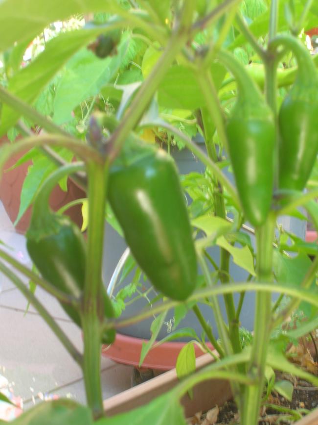 Name:  DSCN6674.jpg
Views: 2427
Size:  57.1 KB