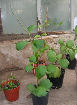 Name:  seraya teslim.JPG
Views: 702
Size:  17.5 KB