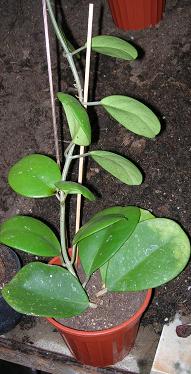 Name:  obovata.JPG
Views: 672
Size:  20.1 KB