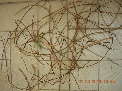 Name:  DSCN1707 filizler kurudu.JPG
Views: 676
Size:  35.9 KB