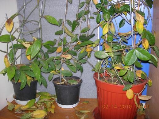 Name:  282-diversifolia-carnosa 14.02.2010.jpg
Views: 870
Size:  43.9 KB