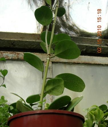 Name:  Hoya obovata  15.02.2010.jpg
Views: 1013
Size:  25.0 KB