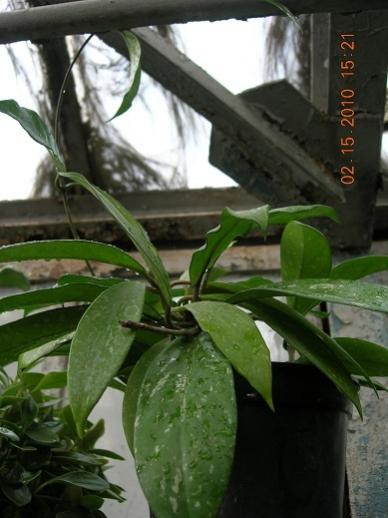 Name:  silver pink DSCN1790.jpg
Views: 799
Size:  32.0 KB