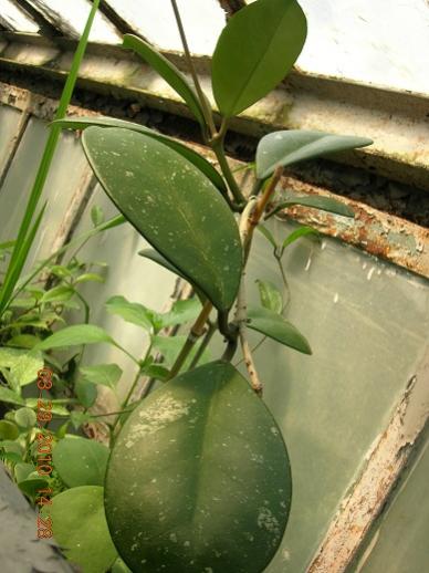 Name:  obovata.jpg
Views: 771
Size:  35.7 KB