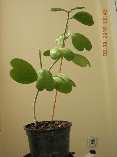 Name:  20.03.2010 kerrii.JPG
Views: 745
Size:  19.9 KB