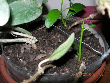 Name:  DSCN1931 daldrma divers..JPG
Views: 538
Size:  37.5 KB