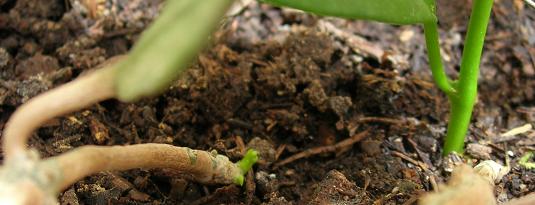 Name:  diversifolia daldrma.JPG
Views: 582
Size:  24.4 KB